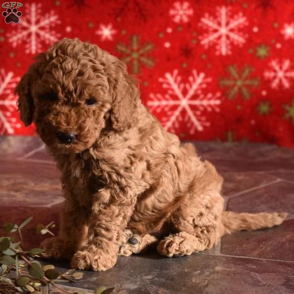 Stormy, Miniature Poodle Puppy